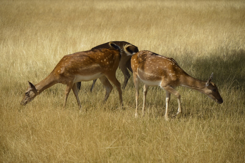 london, nature, day, animal wildlife, 8K, animal behavior, surrey, field, herbivorous, vertebrate, deer, animals in the wild, fighting, no people, wildlife