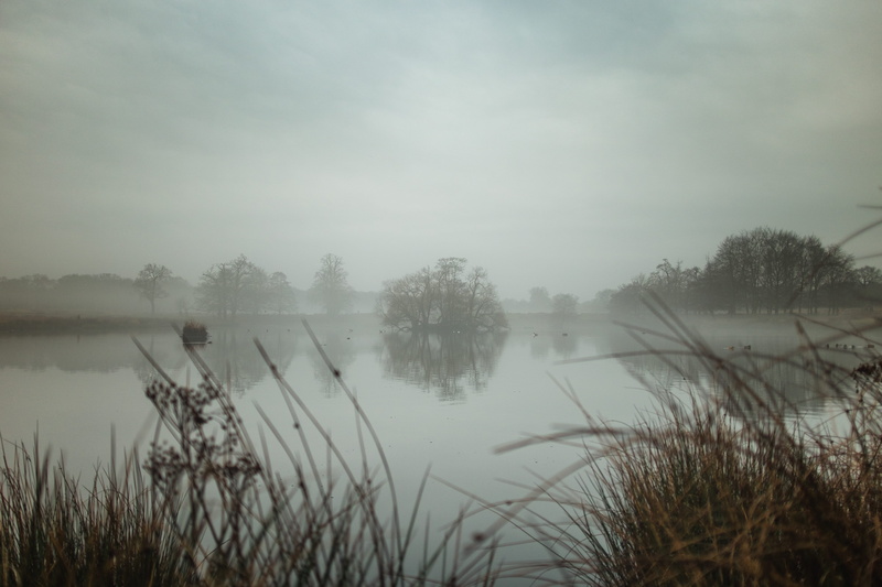 reflection, plant, non-urban scene, winter, eerie, mysterious, mist, landscape, outdoors, moody, richmond park, 4K, tranquil scene, england, beauty in nature