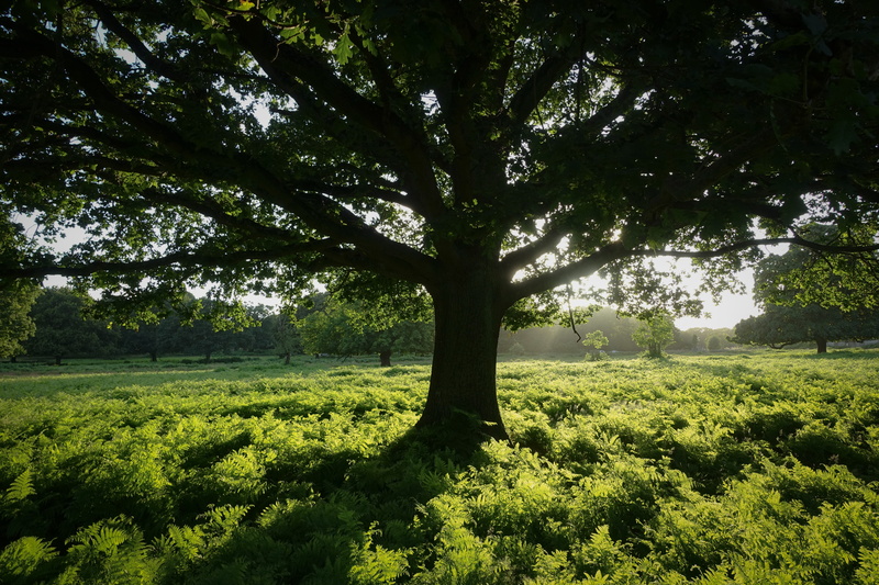 richmond park, tranquility, no people, forest, beauty in nature, sunlight, 5K, richmond, plant, park, field, green, tree trunk, trunk, sunrise, grass