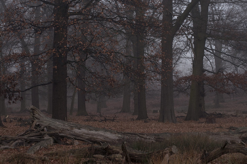 growth, forest, change, leaf, nature, uk, scenics - nature, park, tree trunk, richmond park, no people, u.k, tranquility, grass, winter, leaves, non-urban scene