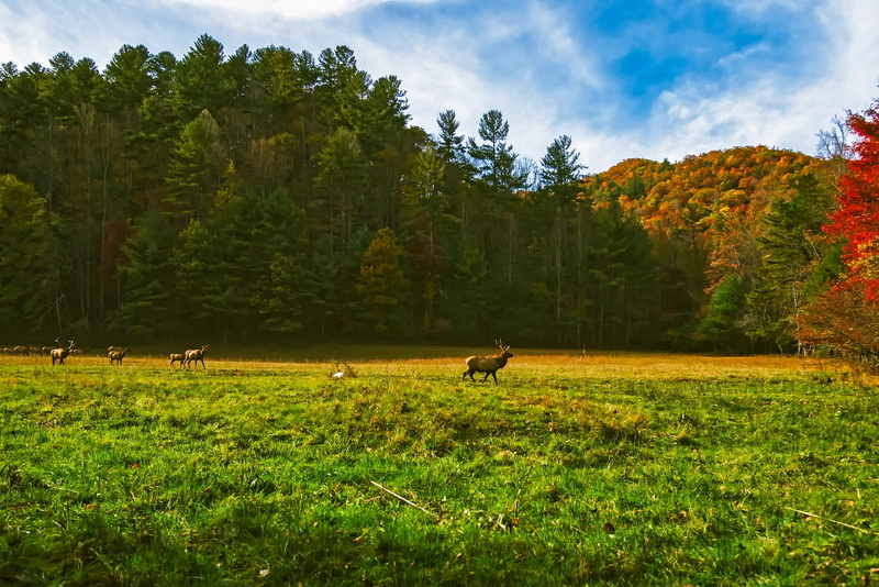 trees, outdoors, green color, beauty in nature, mammal, meadow, rural, environment, woods, day, north carolina, animals in the wild, nature, hdr, one animal
