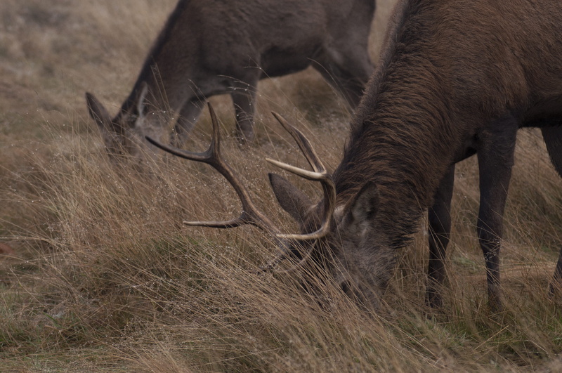 grazing, red deers, agriculture, one animal, mammal, winter, aggression, nature, red deer, wildlife, richmond park, animals in the wild, horned, no people