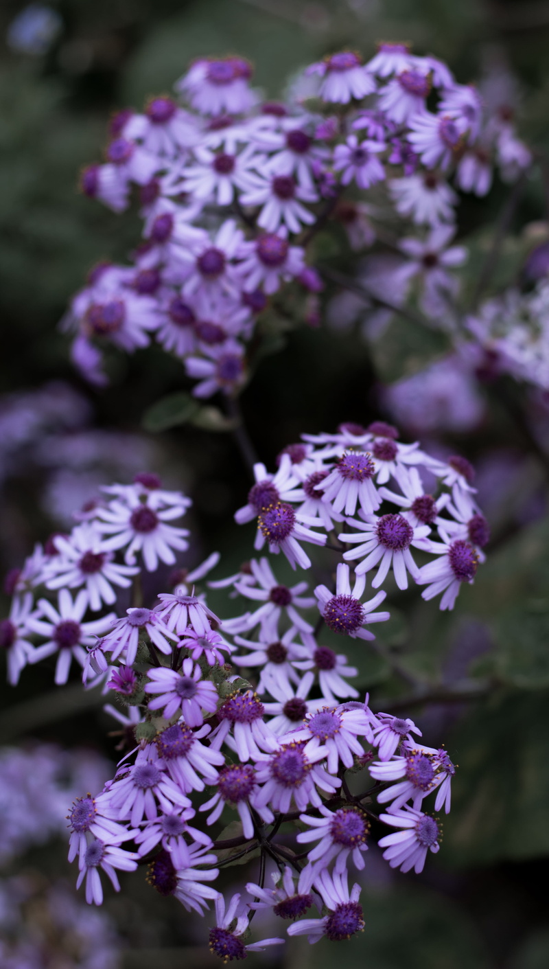 flowering plant, moody, growth, bunch of flowers, purple, kew, close-up, inflorescence, plant, petal, freshness, closeup, natural, beautiful, botany, no people