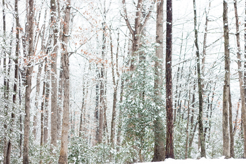 pine woodland, day, 5K, trunk, snowy, no people, winter, rockwood park, tranquil scene, tree, tree trunk, non-urban scene, snow, cold temperature, trees