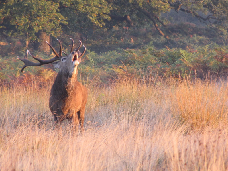 richmond, vertebrate, herbivorous, richmond park, animals in the wild, outdoors, animal wildlife, day, one animal, no people, antler, animal themes, 1080P