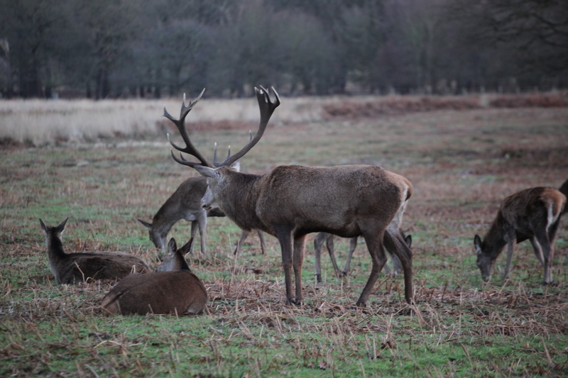 plant, deer, tree, 5K, animal, domestic animals, animal themes, day, land, moose, richmond park, vertebrate, no people, nature, non-urban scene, wildlife