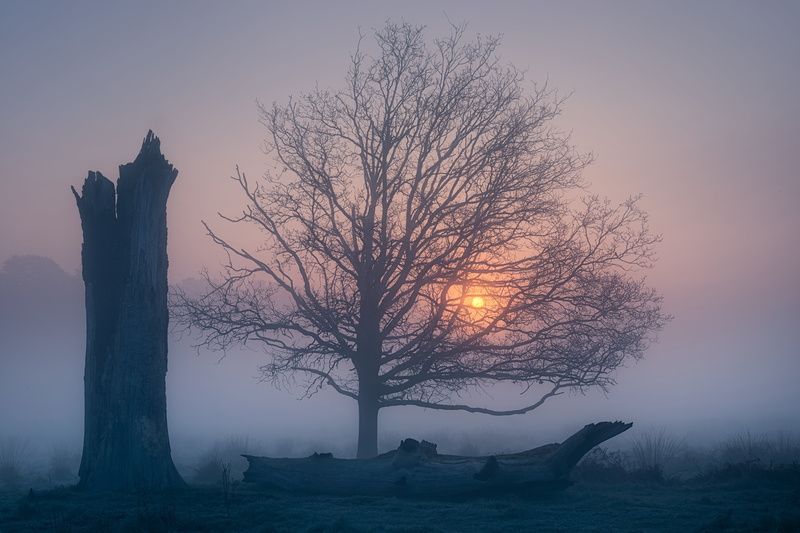 morning, Greater London, dawn, England, Richmond Park, fog, tree, 5K