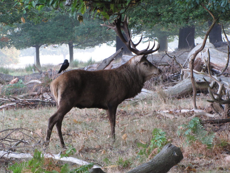 no people, forest, plant, outdoors, field, animals in the wild, horned, richmond park, animal themes, animal wildlife, tree, united kingdom, richmond, mammal