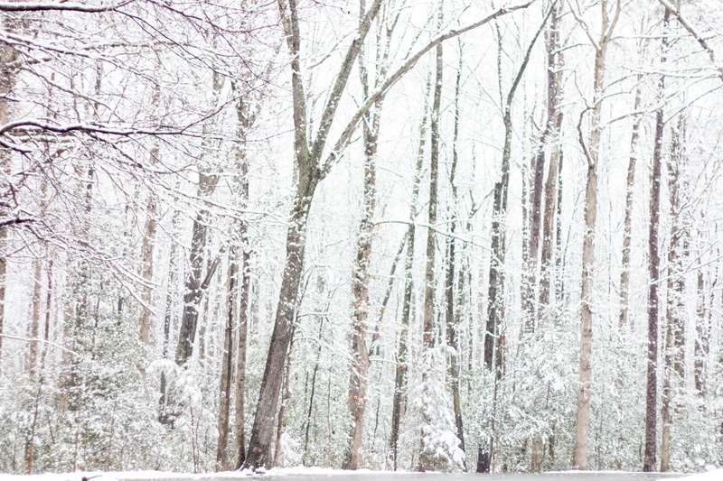 trunk, 5K, outdoors, snow, trees, scenics - nature, plant, rockwood park, snowy, cold temperature, tranquil scene, tranquility, richmond, bare tree, woods