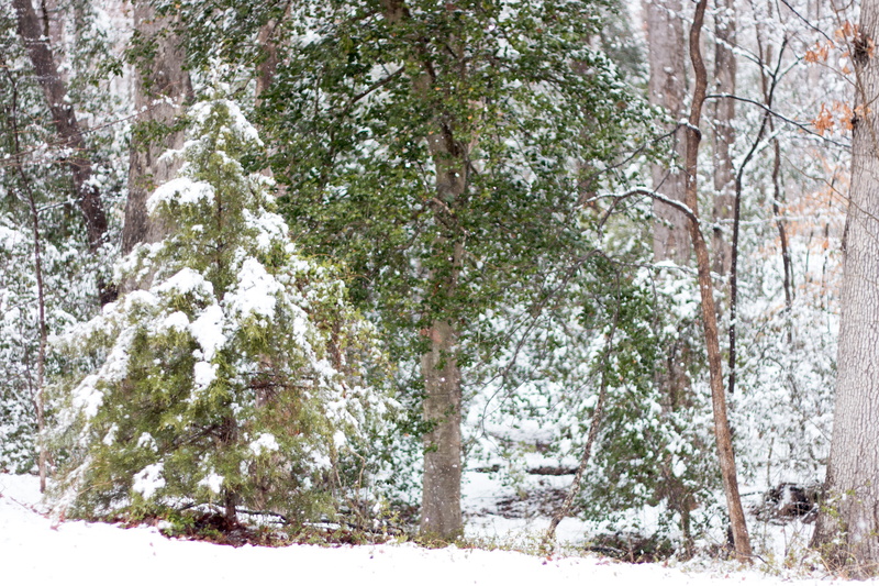 rockwood park, trunk, beauty in nature, richmond, snowy, land, snow, winter, no people, evergreen, 5K, outdoors, woods, snowing, plant, united states
