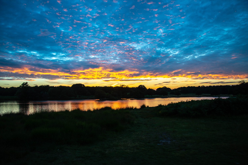 5K, plant, richmond park, tree, idyllic, orange color, nature, silhouette, scenics - nature, sky, united kingdom, water, cloud - sky, lake, beauty in nature