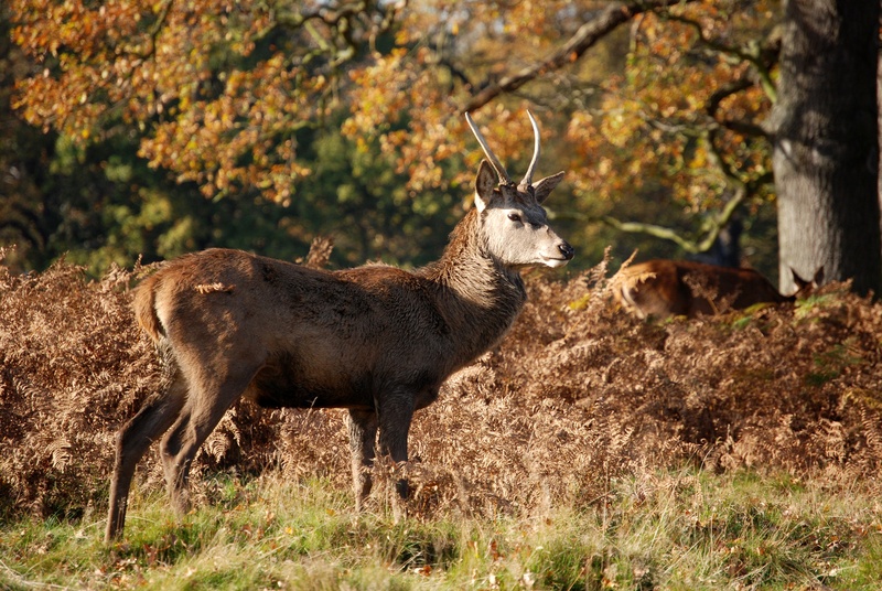 deer, outdoors, wildlife, vertebrate, antlers, no people, animal themes, standing, animal, field, tree, animals in the wild, stag, forest, day, animal wildlife