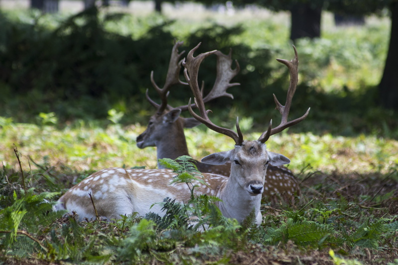 land, domestic animals, animal themes, deers, selective focus, animal wildlife, day, park, nature, woodland, animal, antlers, field, uk, london, richmond park