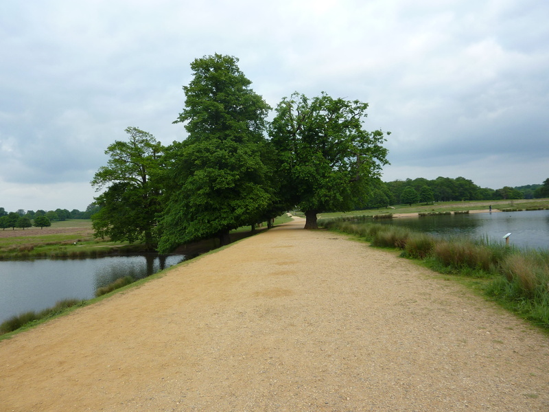 london, tranquility, water, richmond, lake, plant, england, scenics - nature, cloud - sky, diminishing perspective, Richmond Park, day, beauty in nature