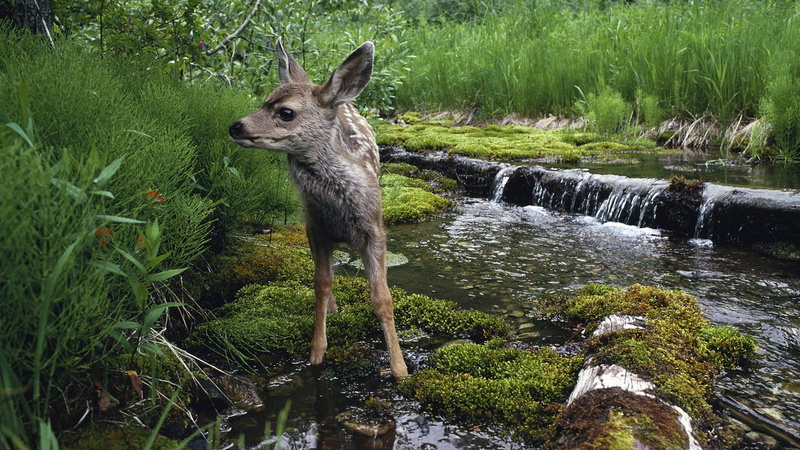 moss, day, grass, domestic animals, vertebrate, animals, body, green color, deer, baby animals, tree, nature, no people, plant, brown, one animal, animal themes