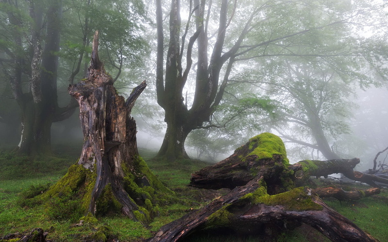 day, environment, forest, beauty in nature, scenics - nature, brown, trunk, deer, tranquility, tree trunk, fog, land, nature, 1080P, two, tree, plant