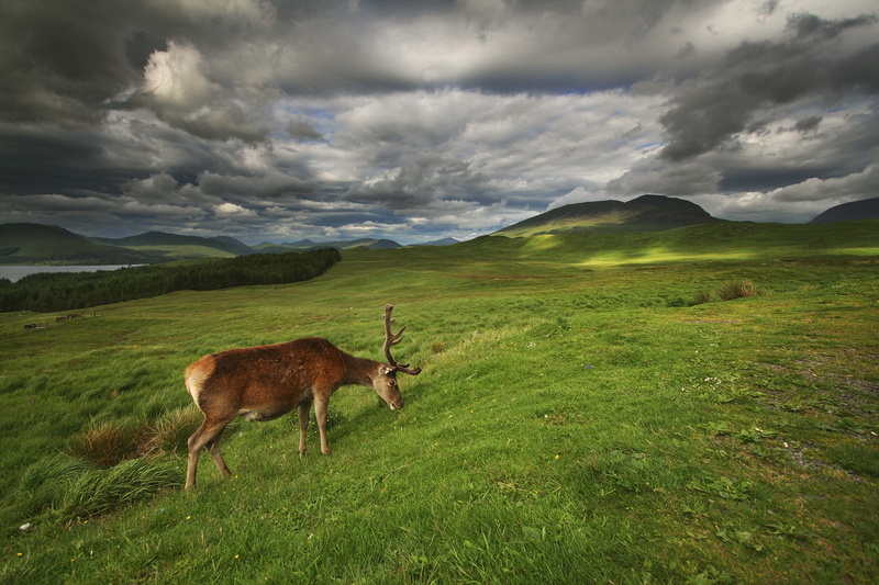 outdoors, grass, 4K, 10mm, eating, deer, cloud - Sky, daytime, wide  angle, canon, landscape, brown, IMG, brown deer, nature, scotland, mountain