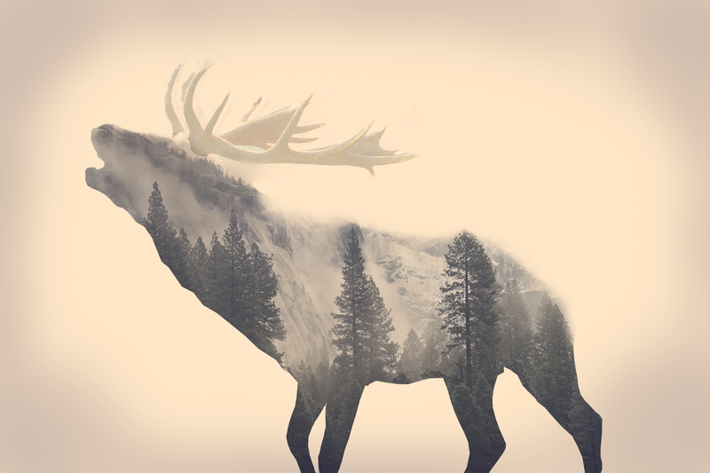 moose, sky, nature, animal, 5K, antler, animal themes, one animal, vertebrate, animal wildlife, mammal, winter, herbivorous, no people, animals in the wild