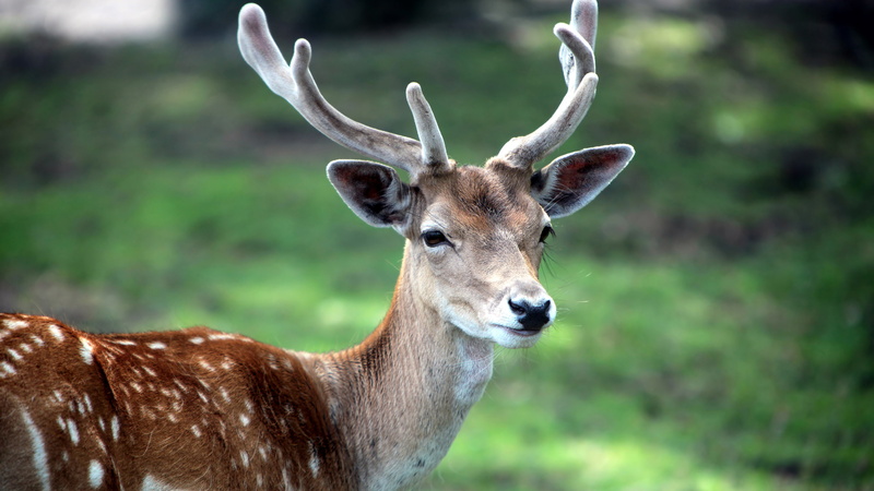 Deer s, hd, animals, 4K, 3840x2160, deer, 4K
