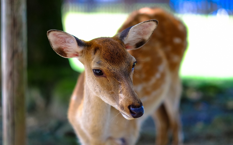 muzzle, Deer s, download 3840x2400 deer, fallow deer backgrounds, 4K, Spotted