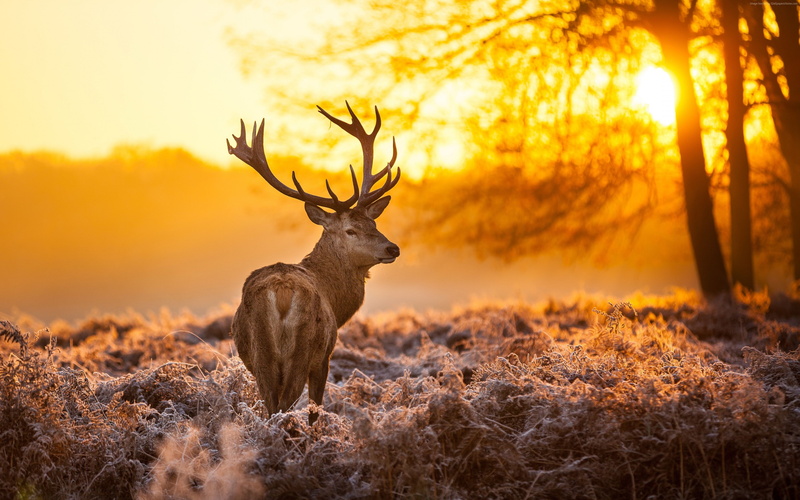 sun, winter, wild, 4k, yellow, 4K, Deer, nature