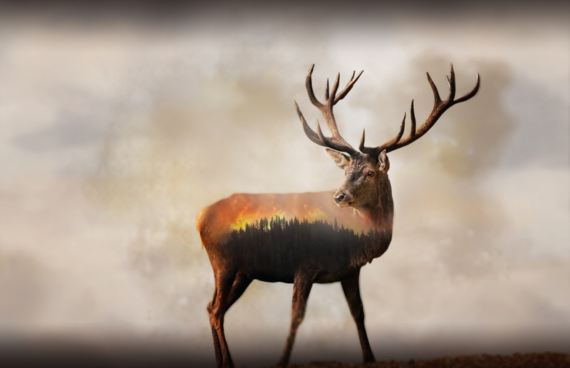 5K, Fire, 8K, 4K, Double exposure, Deer, Forest