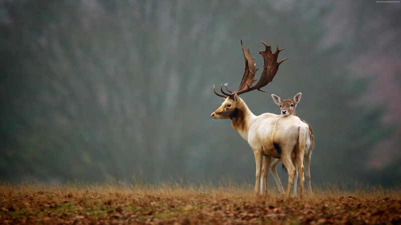 deer, 4K, cute animals, autumn, 4K