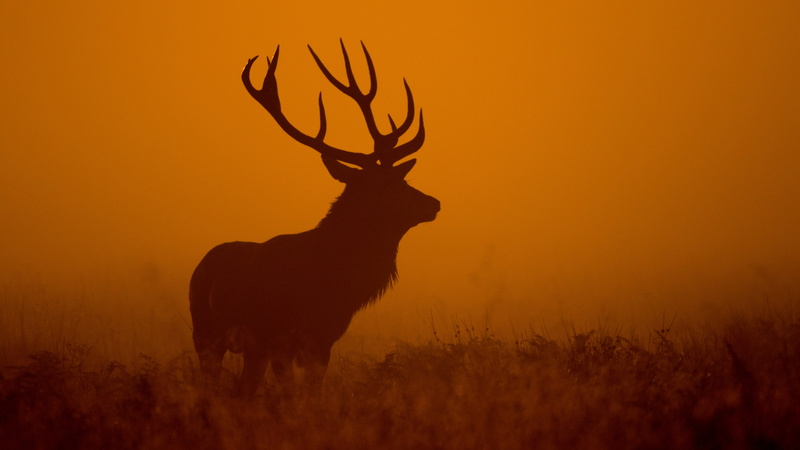 4K, 4K, Dawn, Silhouette, Deer