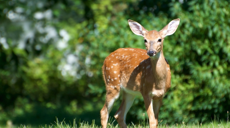 brown, plant, 4K, deer 4k cool hd, mammal, one animal, animal, outdoors, animals in the wild, standing, fawn, day, looking at camera, animal themes, land