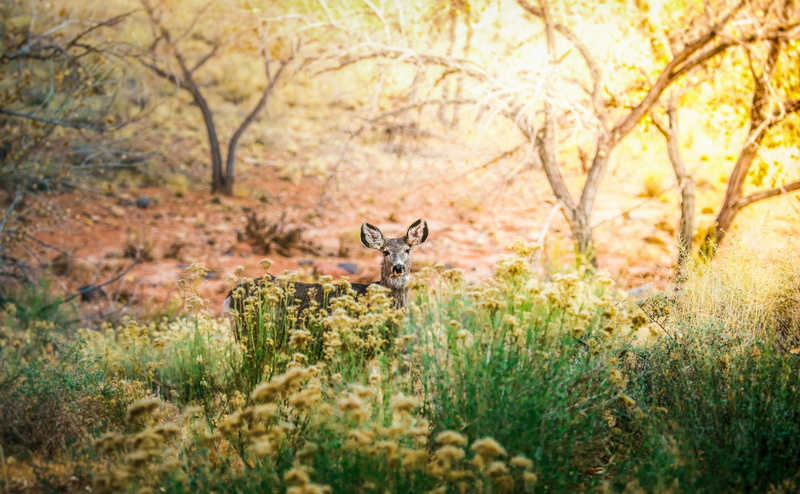 plant, no people, selective focus, mammal, one animal, outdoors, animal, deer 4k image hd, land, animal wildlife, animals in the wild, woodland, day, vertebrate