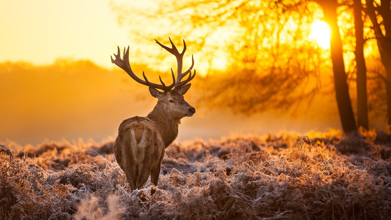wild, landscape, winter, photo, yellow, reindeer, golden, Deer, 4K, hour, 4k, nature, sun