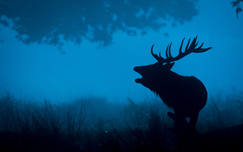 Silhouette, Deer, 4K, k