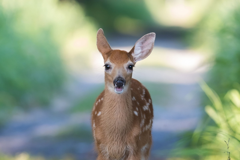 deer 4k hd screen, looking at camera, land, no people, outdoors, day, canine, nature, dog, one animal, animal wildlife, focus on foreground, standing
