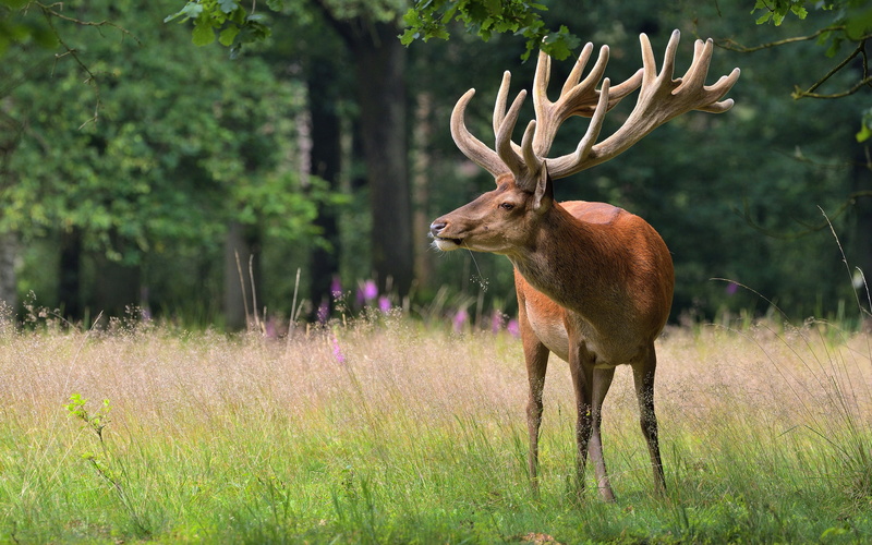 plant, 4K, land, forest, animal wildlife, field, animals, 4k, mammal, male animal, vertebrate, nature, grass, moose, no people, animals in the wild, outdoors