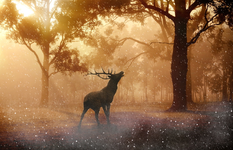 tree, snowing, animal themes, one animal, 4k, nature, animal, 4K, outdoors, no people, hd, domestic animals, deer, branch, plant, animals in the wild