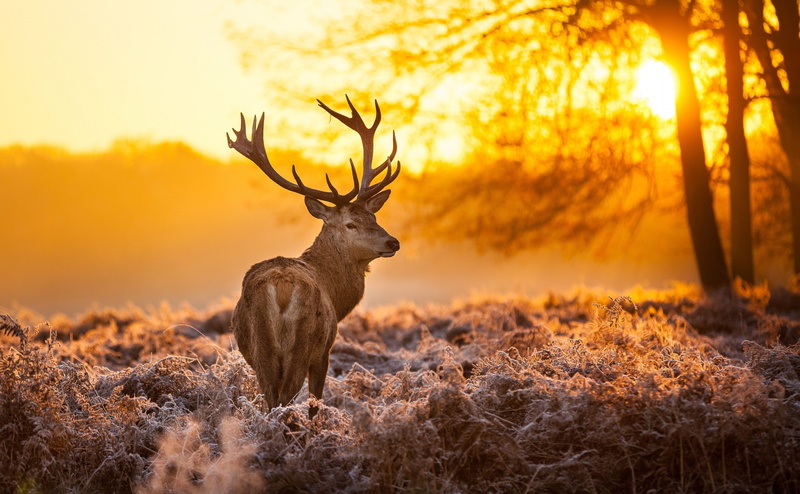 sky, one animal, plant, sunset, 4K, no people, animal, autumn, mammal, deer, animal wildlife, forest, animal themes, vertebrate, outdoors, nature, land