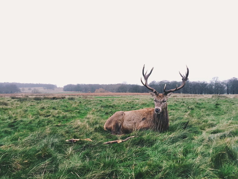 brown, land, one animal, green grass, safari Animals, 2K, stag, wild Animals, no people, animal wildlife, national Park, copy space, wildlife, antler