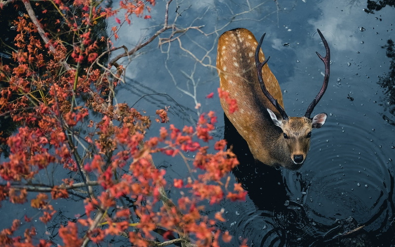 high angle view, swimming, deer, no people, mammal, nature, animals in the wild, horns, animal, outdoors, waterfront, autumn, animal body part, looking up