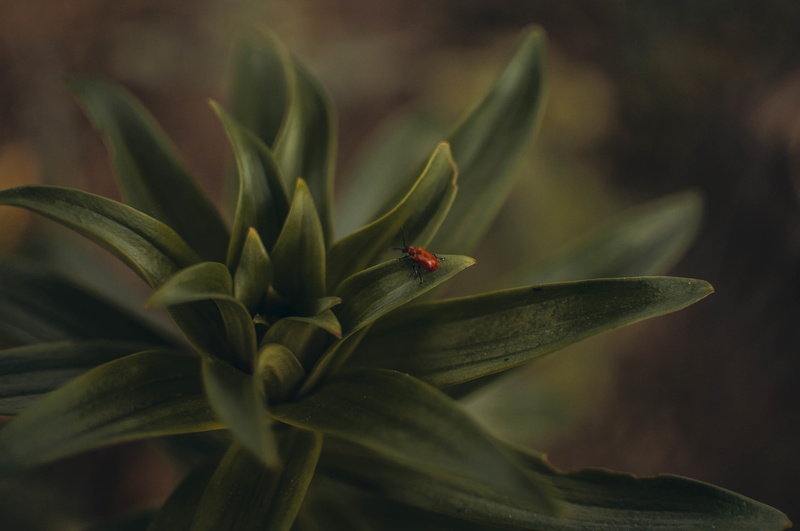 no people, green color, animal, plant, 4K, outdoors, invertebrate, flower, one animal, beetles, growth, animals in the wild, beauty in nature, plant part