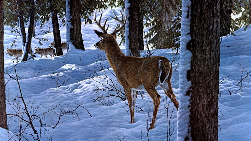 deer, animal wildlife, white tailed deer, woodland, animal, one animal, no people, wolf, vertebrate, snow, animal themes, painting art, plant, fauna, outdoors