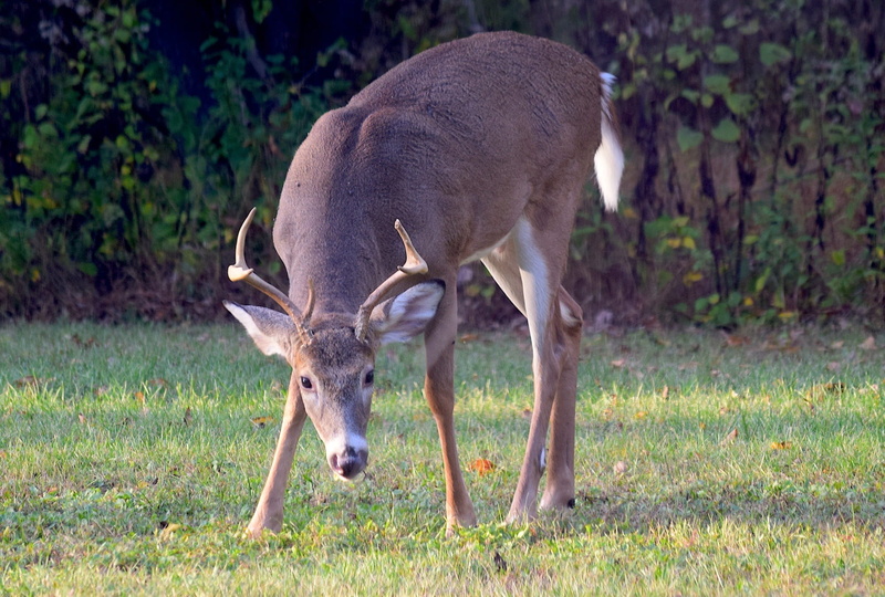 park, antlers, one animal, grazing, outdoors, outdoor, natural, animal, livestock, autumn, herbivorous, male, wildlife, cute, animal themes, no people