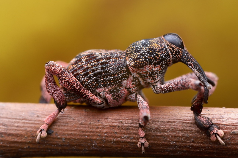 animals, 2K, weevil, insect