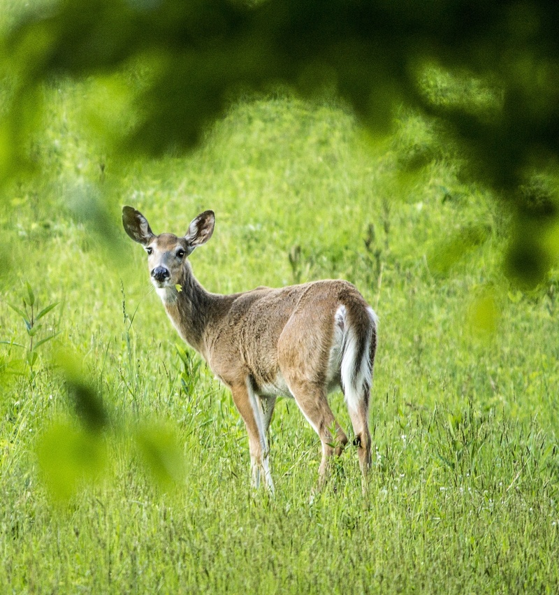 deer head, woodland, whitetail, outdoors, doe, standing, wildlife, 1080P, habitat, brown, fawn, park, fur, herbivorous, mammal, game, animal wildlife