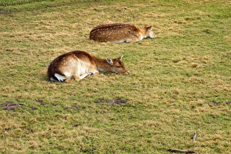 resting, group of animals, outdoors, nature, animal, animal wildlife, vertebrate, livestock, sleeping, roe deer fawn, land, brown, animals in the wild