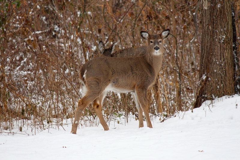 cute, winter wildlife, herbivorous, animals In The Wild, winter, wildlife, animal wildlife, tree, cold temperature, nature, snow, portrait, brown, big ears