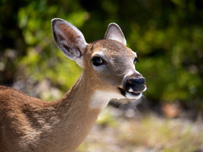 mammal, white-tailed, vertebrate, deer, close-up, animal body part, domestic animals, no people, one animal, fawn, herbivorous, whitetail deer, day, animal wildlife