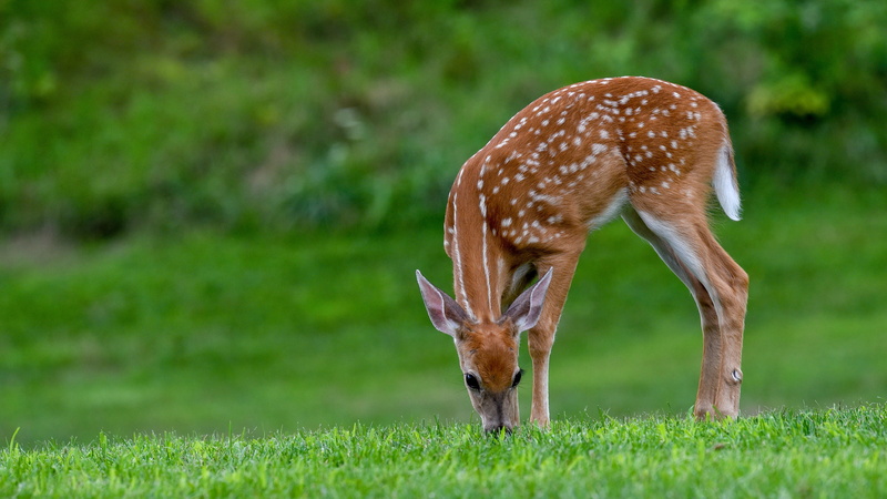 deer, fawn, grass, 4K, white-tailed