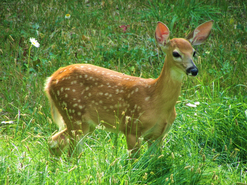 grass, animals in the wild, outdoors, animal, white-tailed deer, 4K, young animal, adorable, nature, one animal, growth, fawn, spots, green color, white