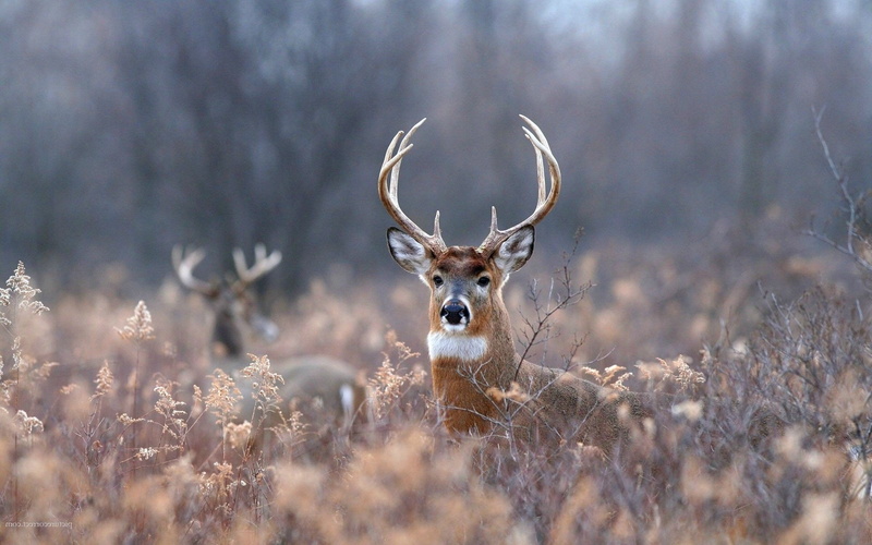 animal, Tailed, Jungle, Beauty, Deer, cute, in, white, 1080P, Amazing