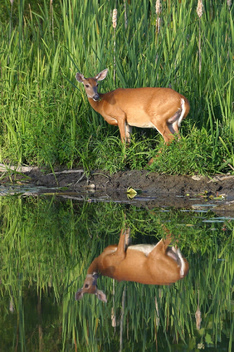 1080P, outdoors, water, lake, vertebrate, animal themes, wildlife, green, animal, herbivorous, grass, plant, animal wildlife, female, field, white tailed deer